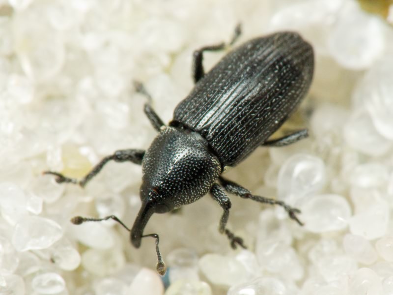 Limnobaris dolorosa (Goeze, 1777)